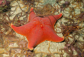 UWC 01 HB0006 01
Bat Star