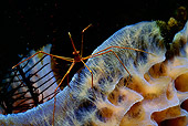 UWC 01 HB0007 01
Arrow Crab On Sponge (Eplujra phalaingium) Bonaire Netherlands Antilles