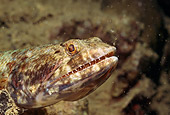 UWC 01 HB0008 01
Head Shot Of Sand Diver Lizardfish Bonaire Netherlands Antilles