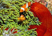 UWC 01 HB0011 01
Clown Anemonefish Solomon Islands