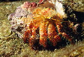 UWC 01 HB0012 01
Hermit Crab Solomon Islands