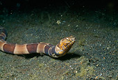 UWC 01 HB0014 01
Clown Snake Eel Lembeh Straits Indonesia