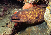 UWC 01 HB0015 01
Yellow-Edged Moray Eel Lembeh Straits Indonesia