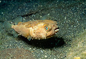 UWC 01 HB0016 01
Rounded Porcupinefish Lembeh Straits Indonesia