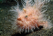 UWC 01 HB0017 01
Striated Frogfish Lembeh Straits Indonesia