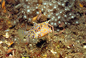 UWC 01 HB0018 01
Thornback Cowfish Lembeh Straits Indonesia