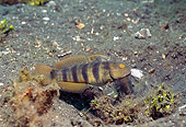UWC 01 HB0019 01
Blue-Speckled Shrimpgoby Lembeh Straits Indonesia