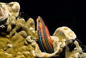 UWC 01 HB0020 01
Bluestriped Fangblenny Fiji