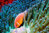 UWC 01 HB0021 01
False Skunk-Striped Anemonefish On Sea Anemone Fiji