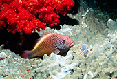 UWC 01 HB0023 01
Blacksided Hawkfish Fiji