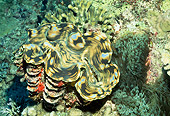 UWC 01 HB0024 01
Giant Clam Fiji