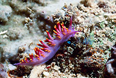 UWC 01 HB0025 01
Aeolid Nudibranch Fiji