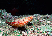 UWC 01 HB0026 01
Variegated Lizardfish Fiji