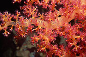 UWC 01 HB0027 01
Soft Coral Fiji