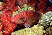 UWC 01 HB0028 01
Orange-Red Pygmy Grouper Fiji