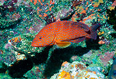 UWC 01 HB0030 01
Coral Rockcod Fiji