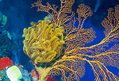UWC 01 HB0031 01
Feather Star On Sea Fan Fiji