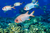 UWC 01 HB0032 01
Red-Fin Squirrelfish Fiji