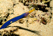 UWC 01 HB0033 01
Ribbon Eel Fiji