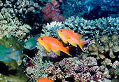 UWC 01 HB0034 01
Scalefin Anthias Fiji