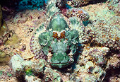 UWC 01 HB0035 01
Devil Scorpionfish Fiji