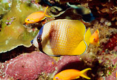 UWC 01 HB0036 01
Klein's Butterflyfish Fiji