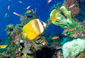 UWC 01 HB0037 01
Klein's Butterflyfish Fiji