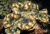 UWC 01 HB0038 01
Giant Clam Fiji