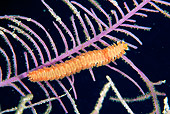 UWC 01 JM0004 01
Bearded Fireworm 
Belize