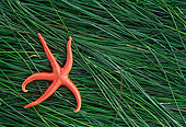 UWC 01 JM0005 01
Blood Sea Star Pacific Northwest