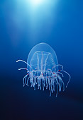 UWC 01 JM0007 01
Jellyfish
Oregon