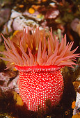 UWC 01 JM0009 01
White-Spotted Rose Anemone
Canada