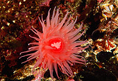 UWC 01 JM0010 01
White-Spotted Rose Anemone
Canada