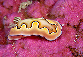 UWC 01 JM0011 01
Nudibranch 
Malaysia