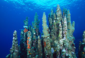 UWC 01 JM0012 01
Pillar Coral
Honduras