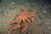 UWC 01 JM0014 01
Red King Crab Alaska