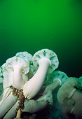 UWC 01 JM0015 01
White Plumed Anemone
Alaska