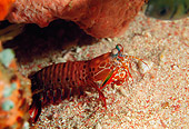 UWC 01 JM0019 01
Mantis Shrimp
Indonesia