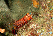 UWC 01 JM0020 01
Mantis Shrimp
Indonesia