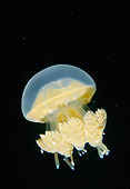 UWC 01 JM0022 01
Freshwater Jellyfish
Indonesia
