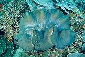 UWC 01 JM0026 01
Giant Clam Young
Indonesia