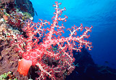 UWC 01 JM0027 01
Soft Coral Indonesia