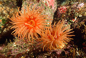 UWC 01 JM0028 01
Crimson Anemone
Alaska