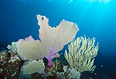 UWC 01 JM0029 01
Common Sea Fan With Bent Sea Rod Honduras