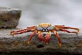 UWC 01 NE0001 01
Sally Lightfoot Crab Sitting On Rock Galapagos Islands