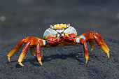 UWC 01 NE0002 01
Sally Lightfoot Crab Walking On Black Rock Galapagos Islands
