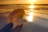 UWC 01 NE0003 01
Conch Seashell On Florida Beach At Sunset