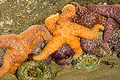 UWC 01 TL0001 01
Ochre Sea Stars And Giant Green Anemone Clinging To Rock At Low Tide