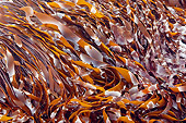 UWC 01 TL0002 01
Kelp At Low Tide