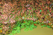 UWC 01 TL0003 01
Ochre Sea Stars And Giant Green Anemone Clinging To Rock In Tide Pool